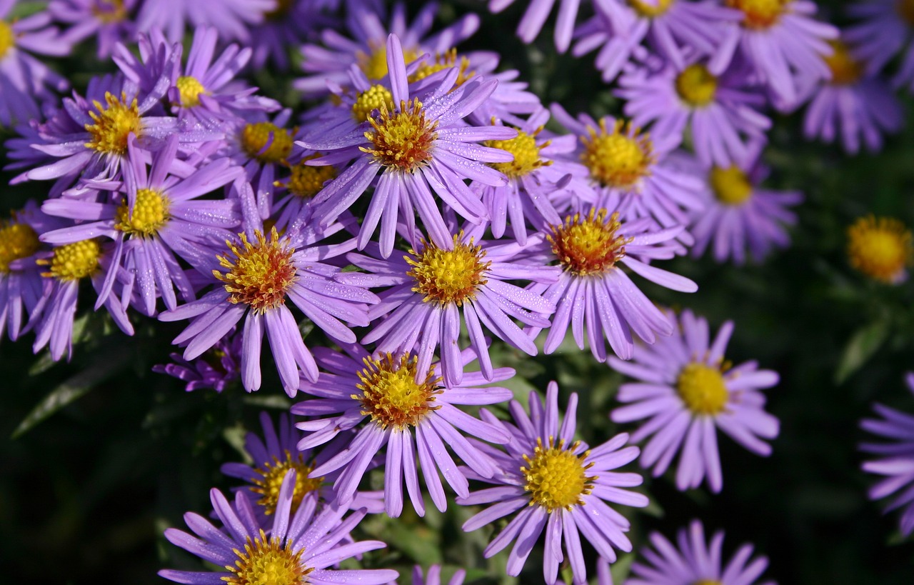 Image - autumn flower aster purple violet