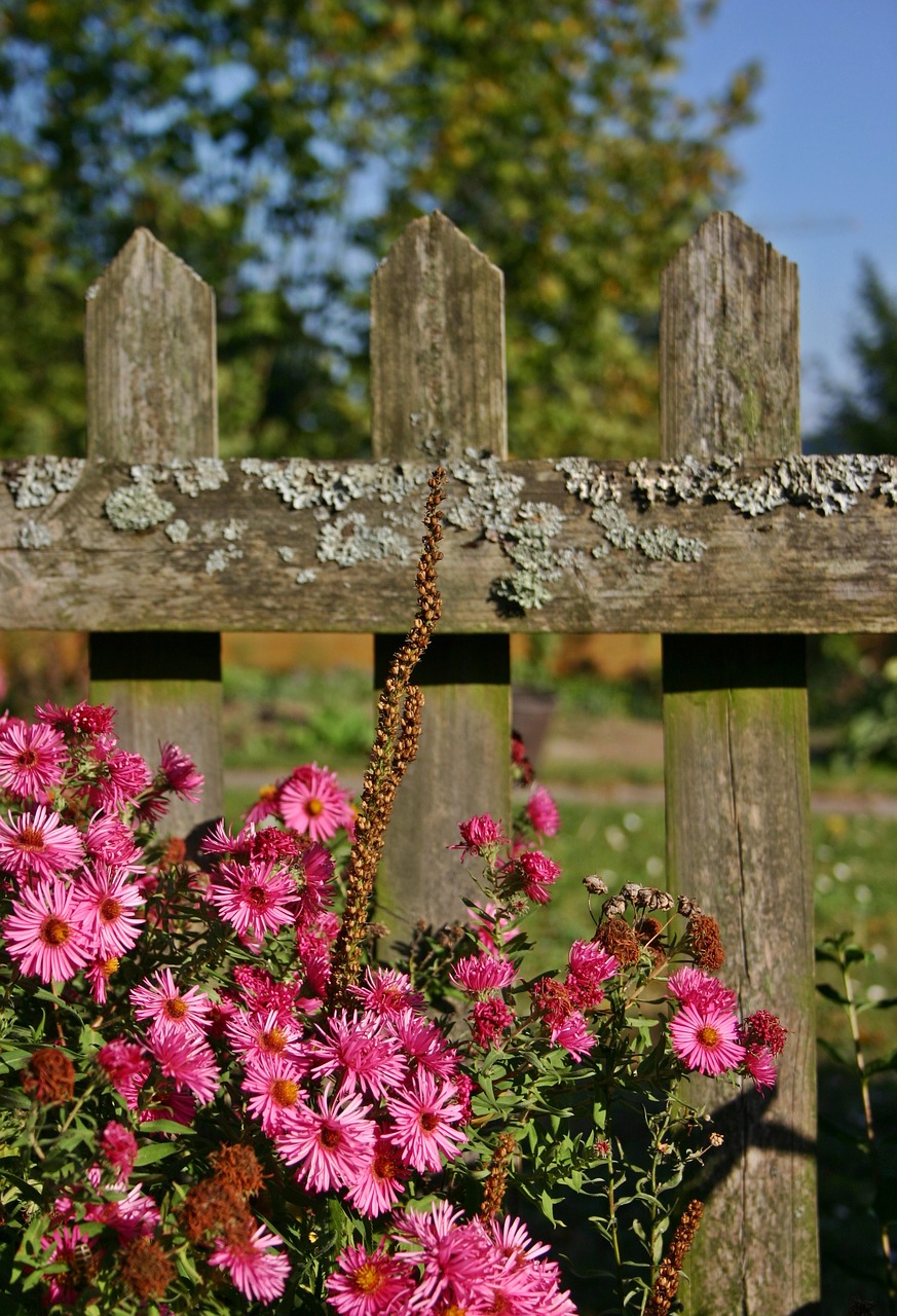 Image - garden fence fence aster