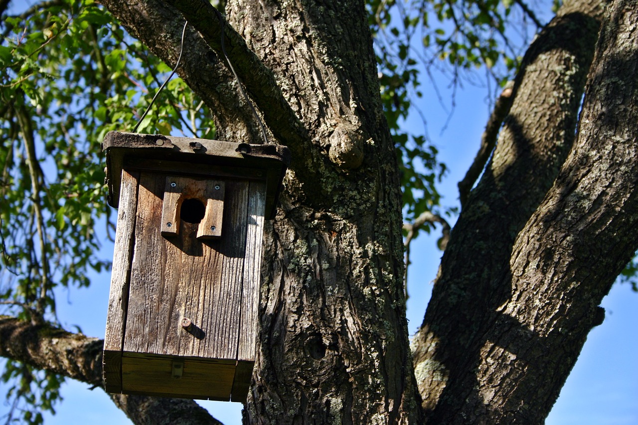 Image - nesting box tree nature aviary