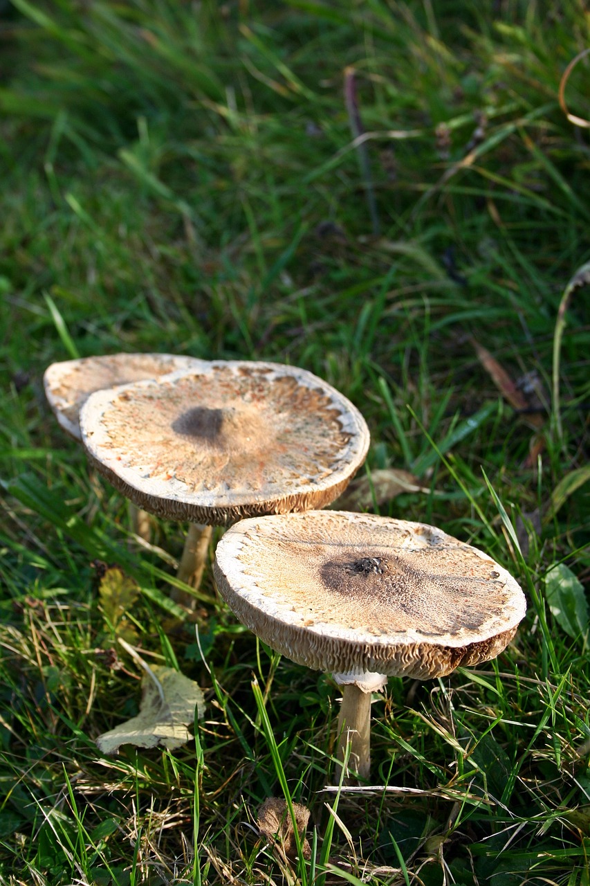 Image - mushroom autumn screen fungus