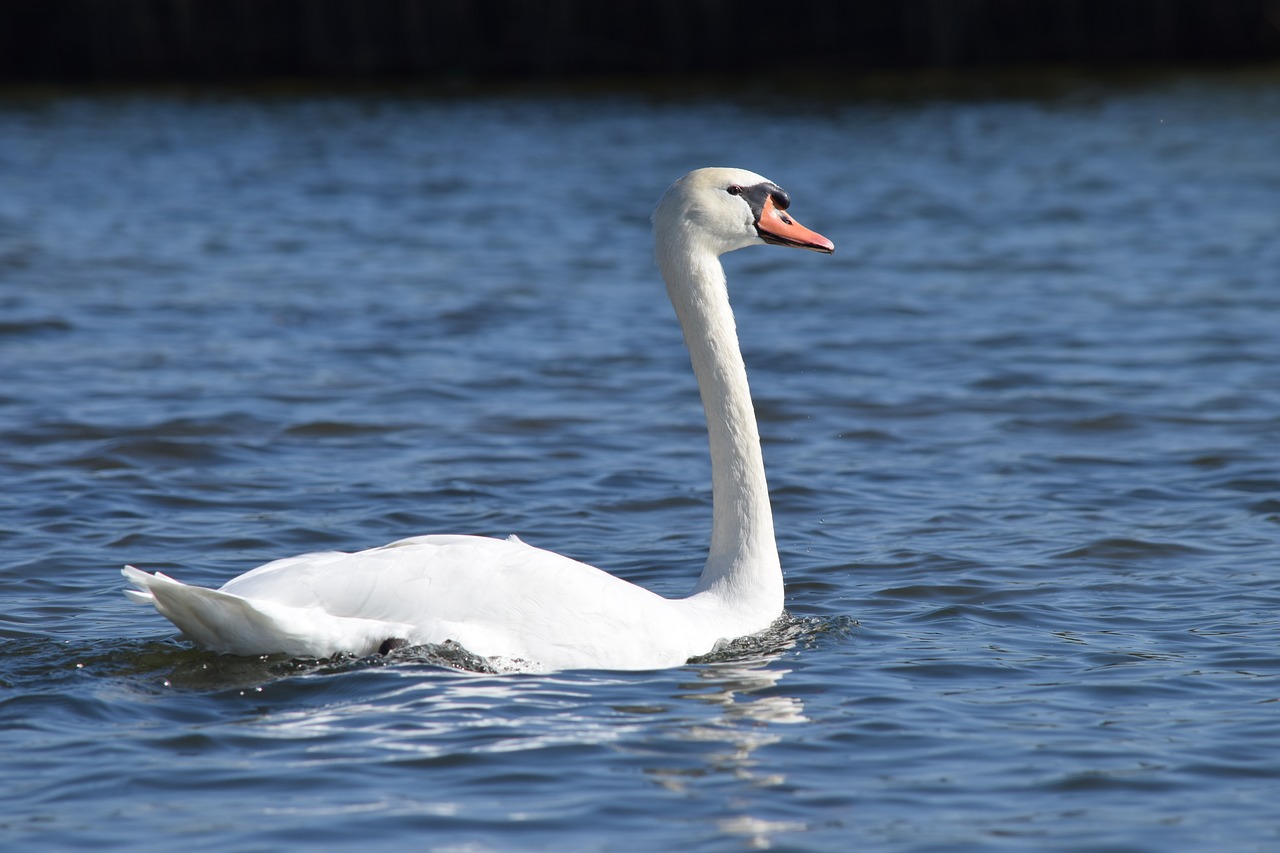 Image - swan waterfowl water nature reserve