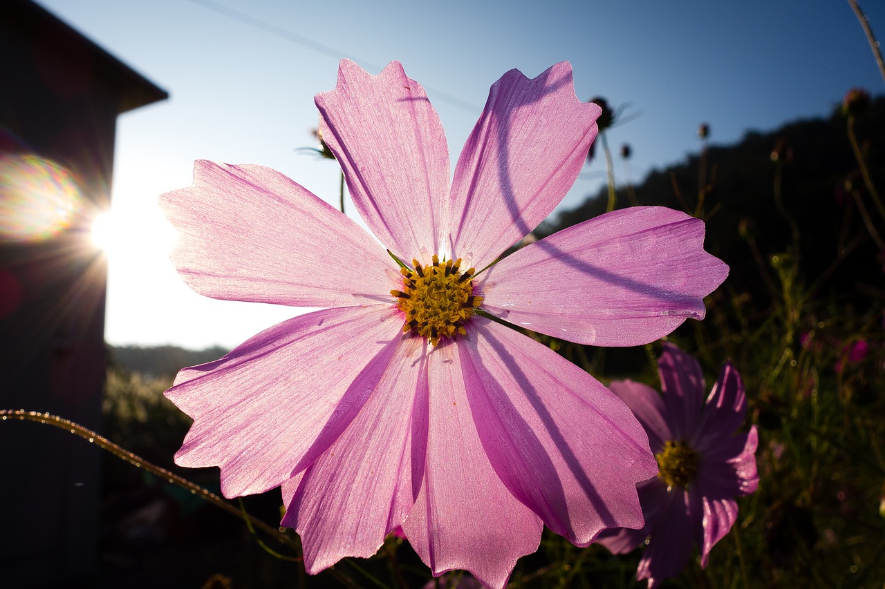 Image - cosmos cosmos flower autumn