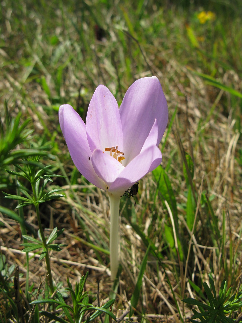 Image - colchicum colchicum autumnale autumn