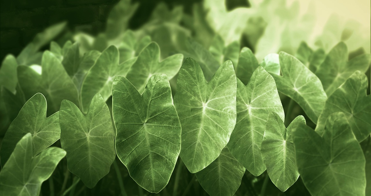 Image - nature kochu kochubon tropical