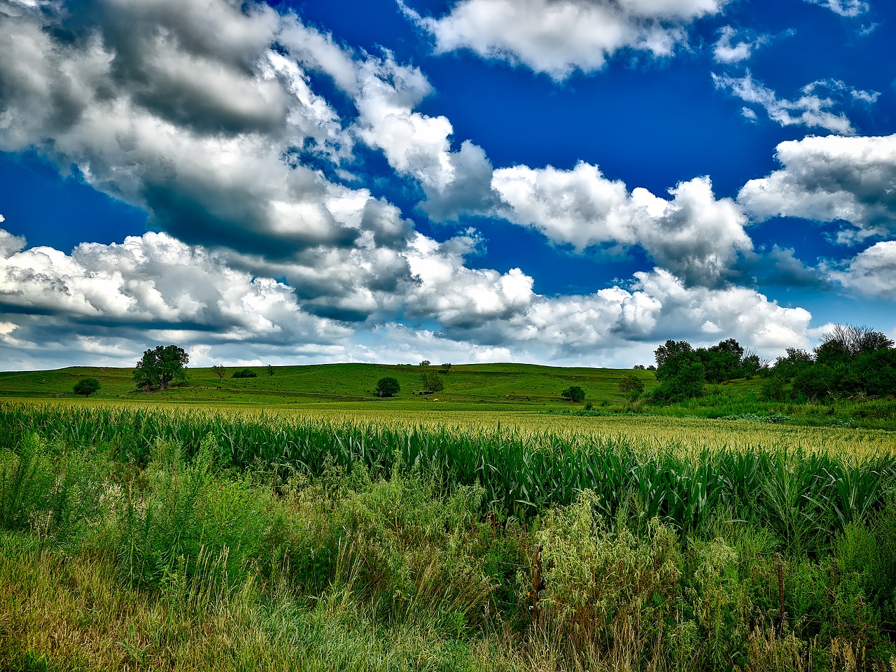 Image - corn cornfield field crop