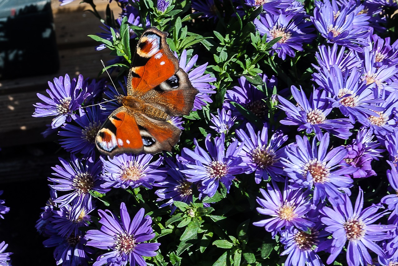 Image - butterfly aster nature garden