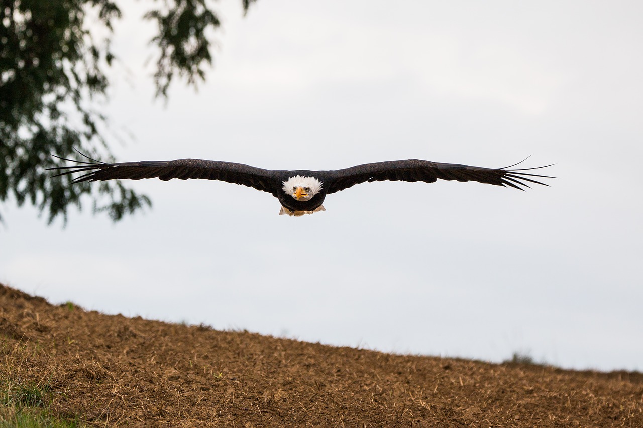 Image - bald eagle fly in flight approach