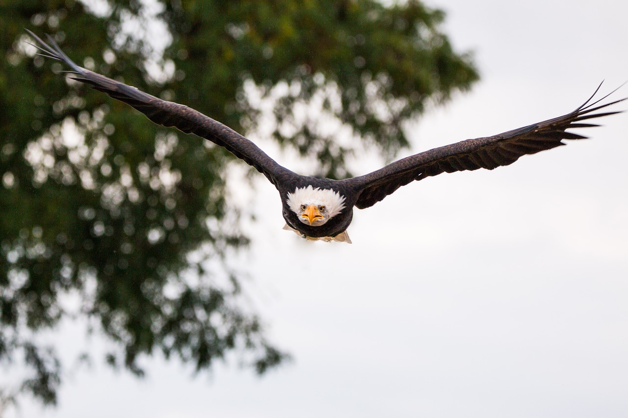 Image - bald eagle fly in flight approach