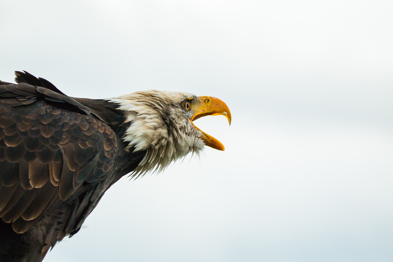 Image - bald eagle haliaeetus leucocephalus