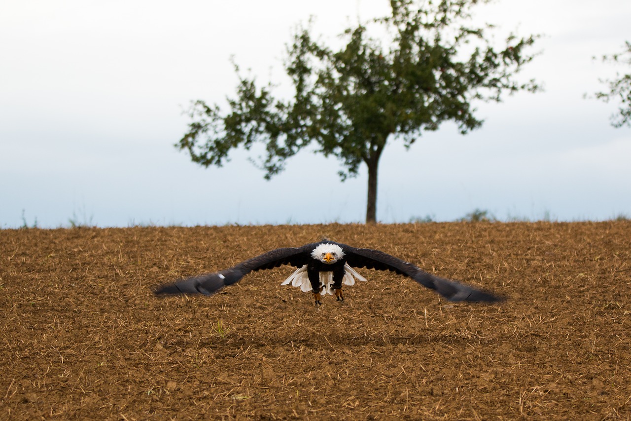 Image - bald eagle fly in flight approach