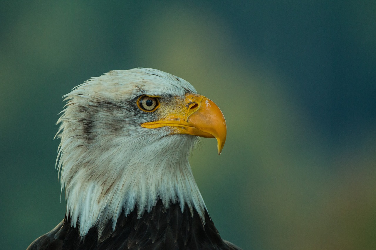 Image - bald eagle haliaeetus leucocephalus
