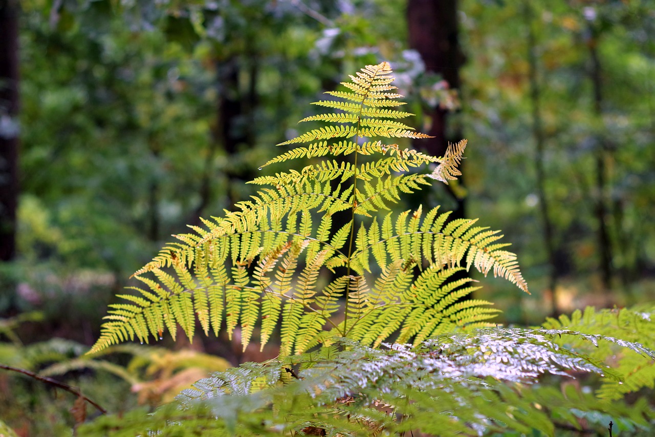 Image - fern autumn pożółkła yellow forest