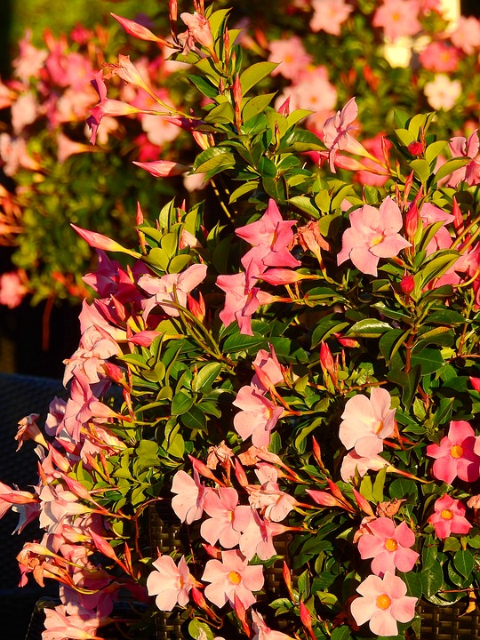 Image - flower blossom bloom plant deco