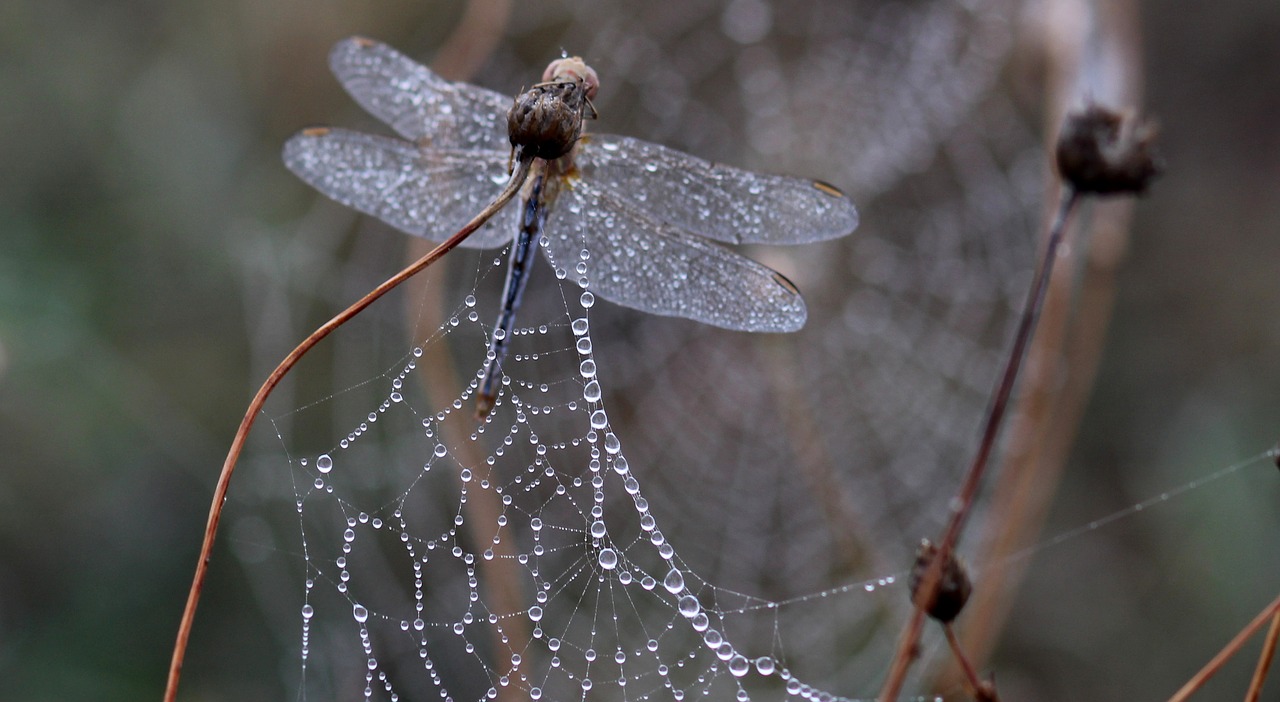 Image - dragonfly dew spider web morning