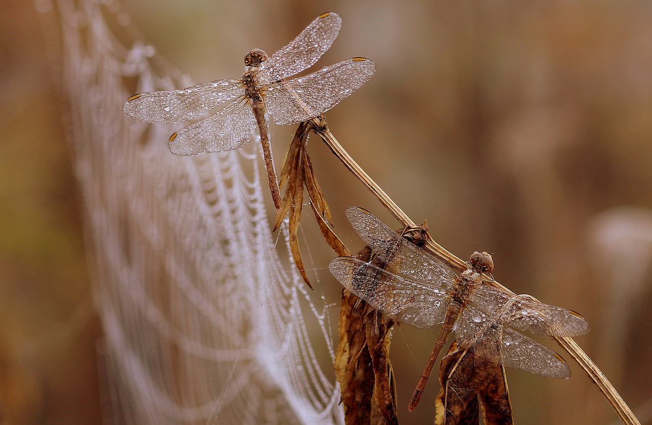 Image - dragonfly dew spider web morning