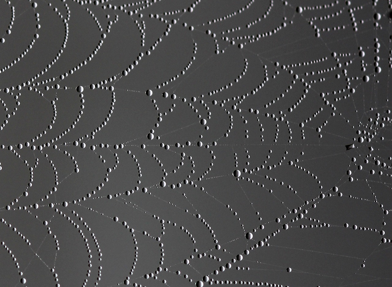 Image - spider web drops dew place nature