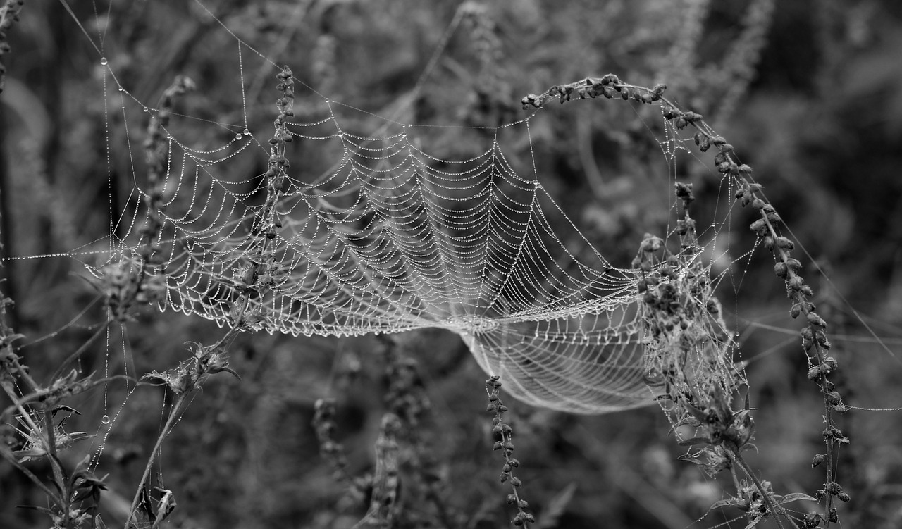 Image - spider web drops dew place nature