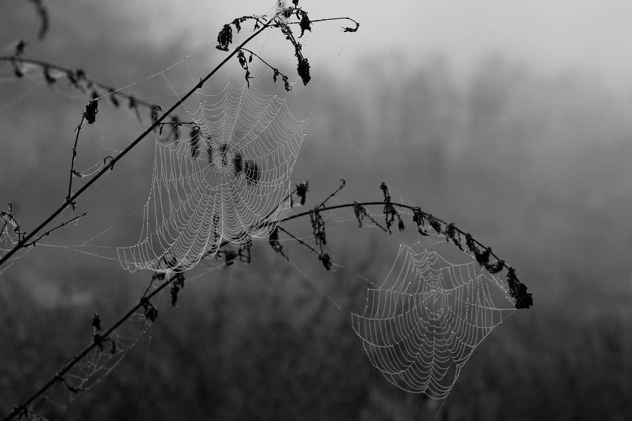 Image - spider web drops dew place nature