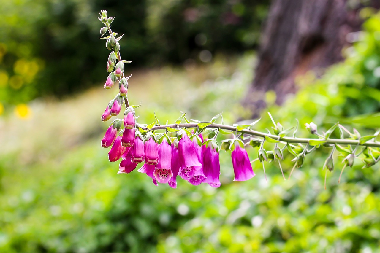 Image - thimble pink digitalis purpurea