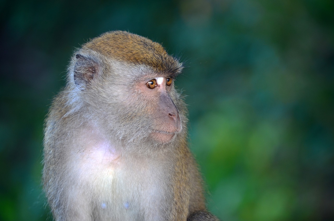 Image - monkey portrait animal wildlife