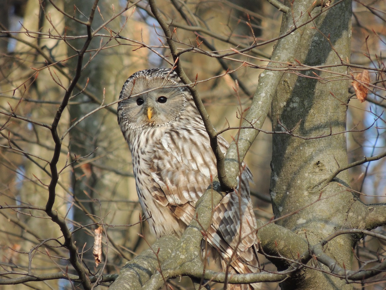 Image - andriy owl birds raptor camouflage