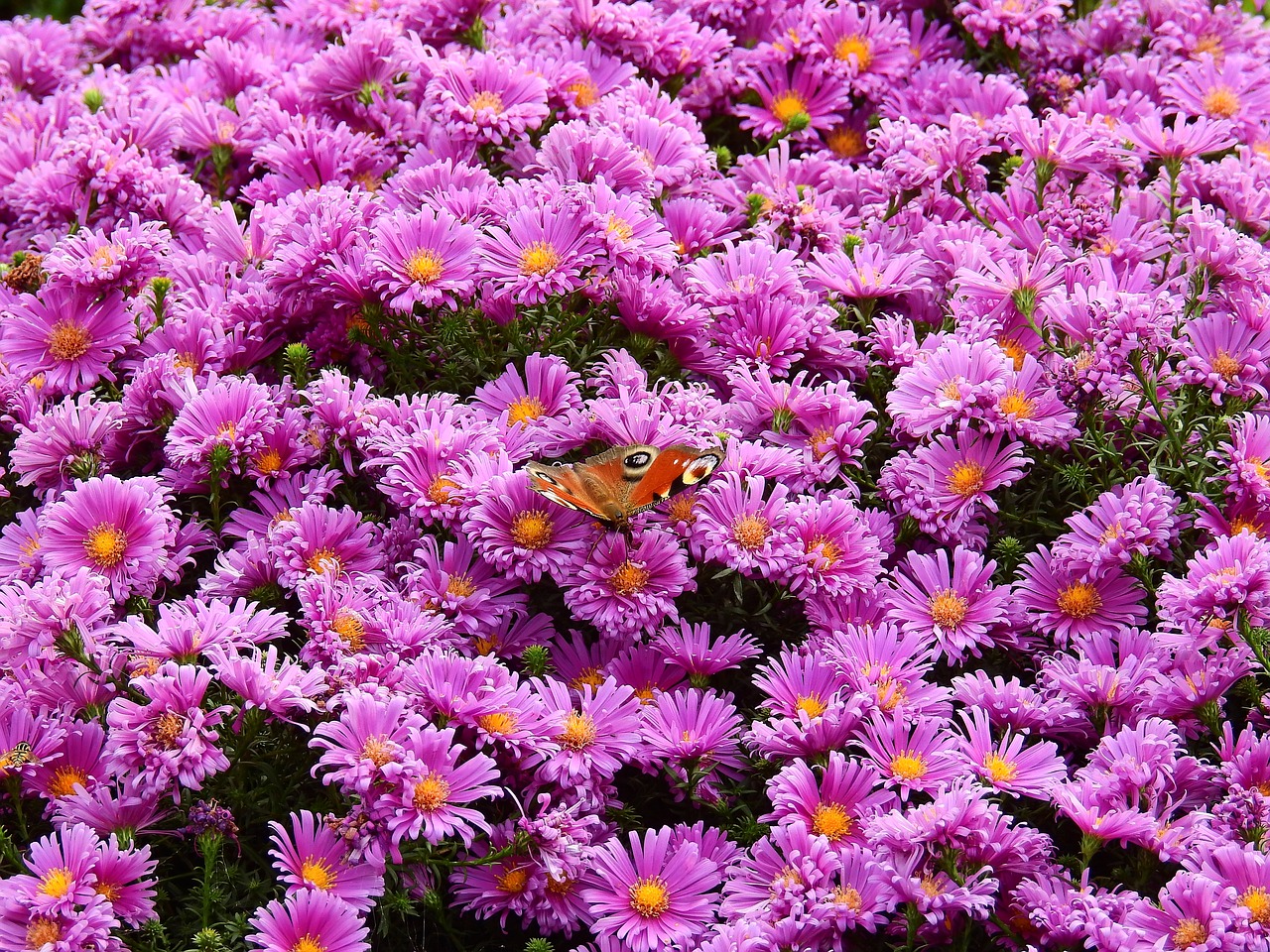Image - flowers purple nature plant