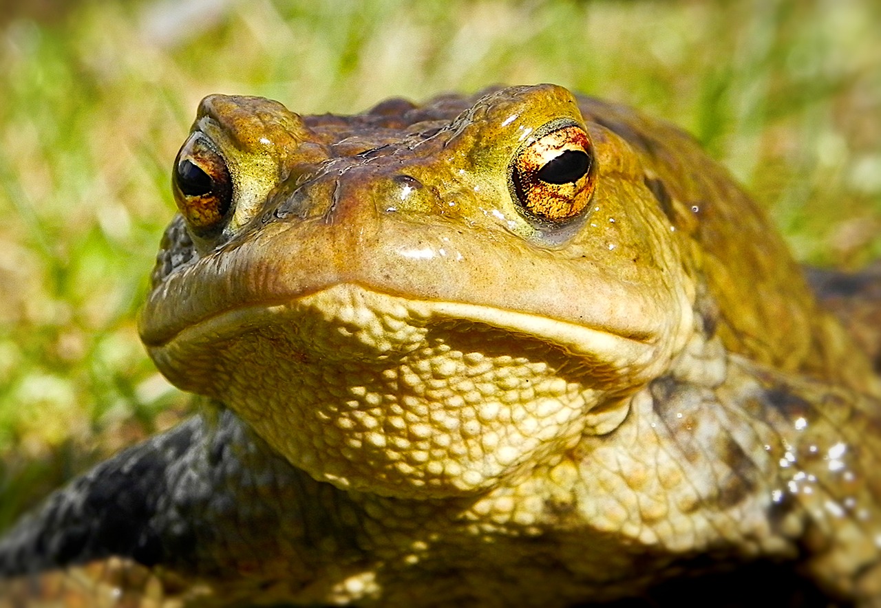 Image - frog toad kiss the frog amphibians