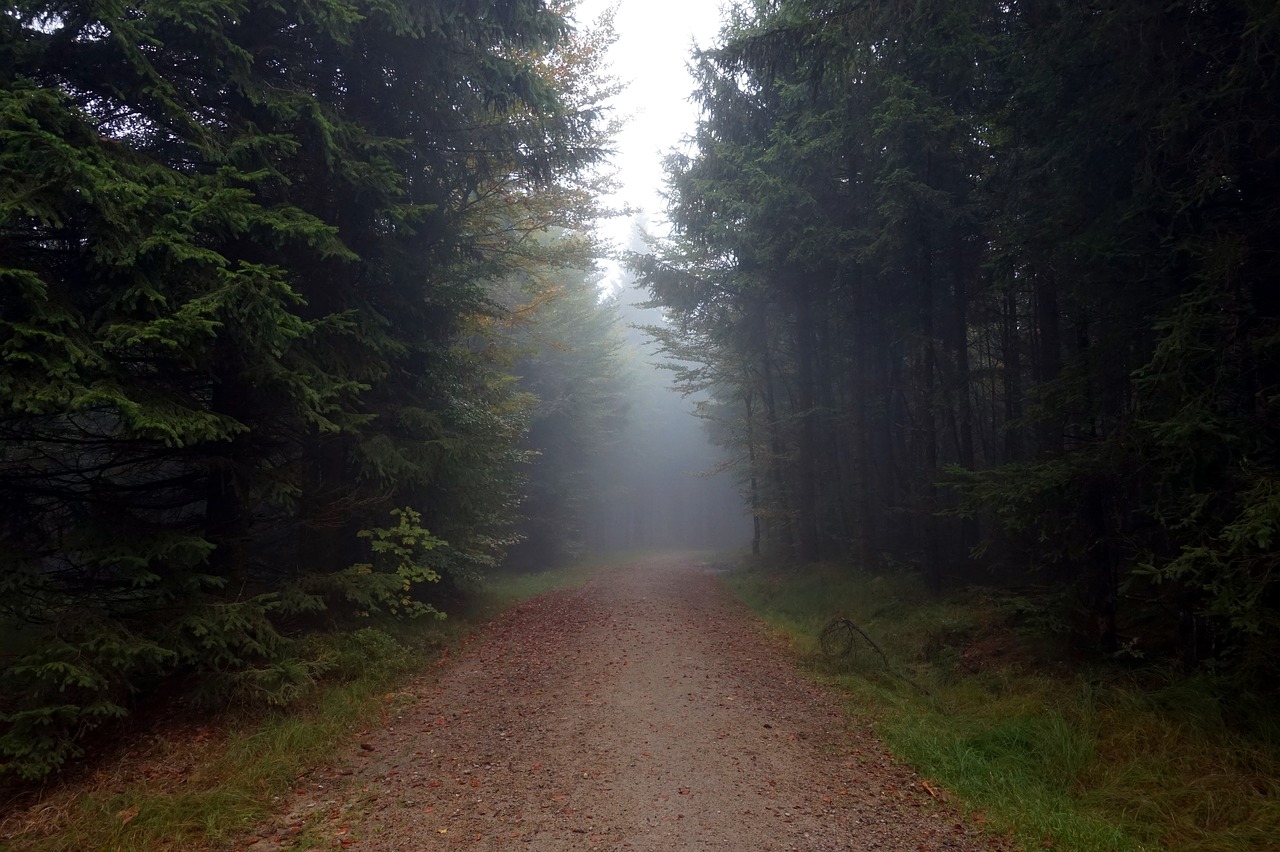Image - away fog forest trees needle