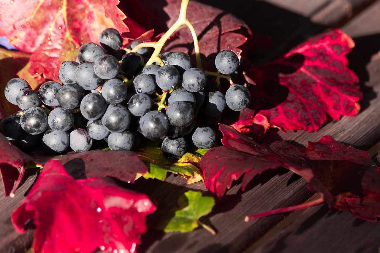 Image - wine grape leaf wine harvest plant