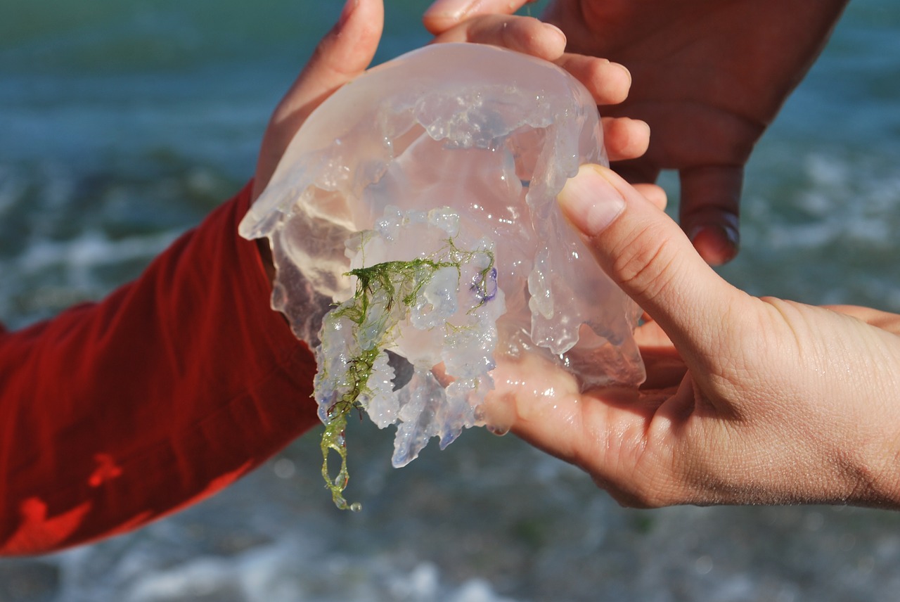 Image - jellyfish small transparent hands