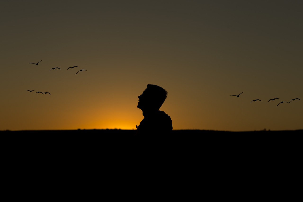 Image - day sunset birds silhouette male