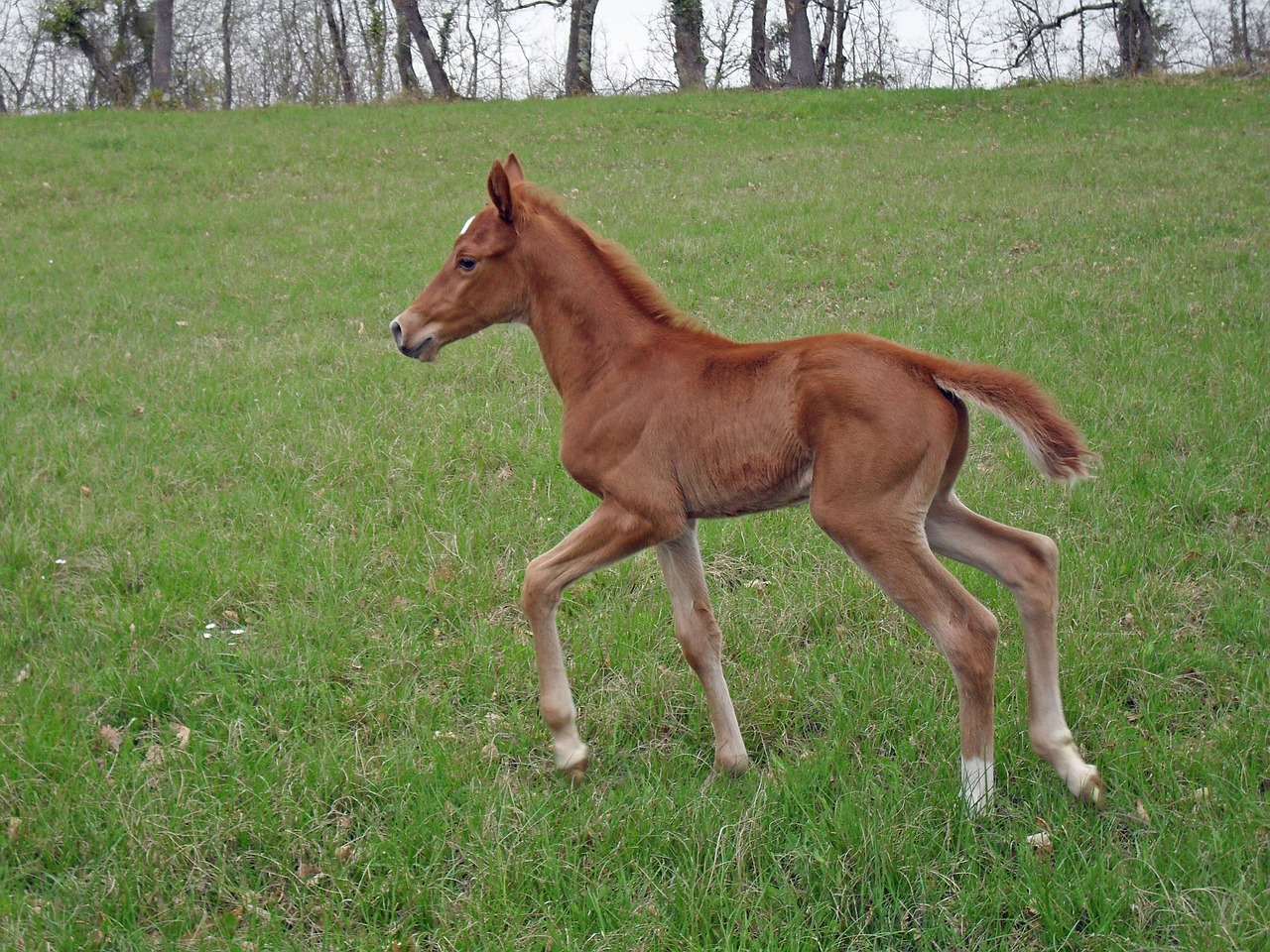 Image - foal pure arab blood horse prairie