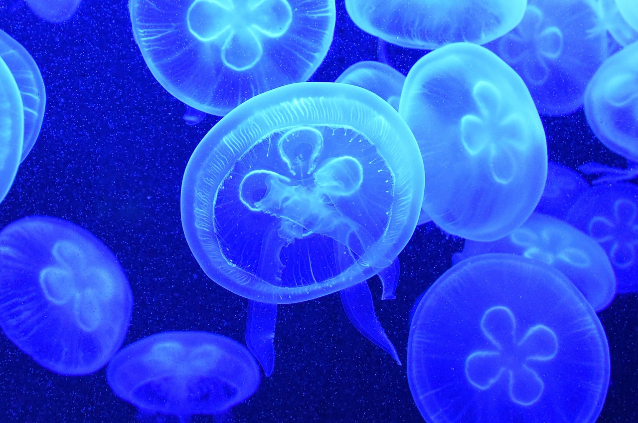 Image - jelly fish water jellyfish