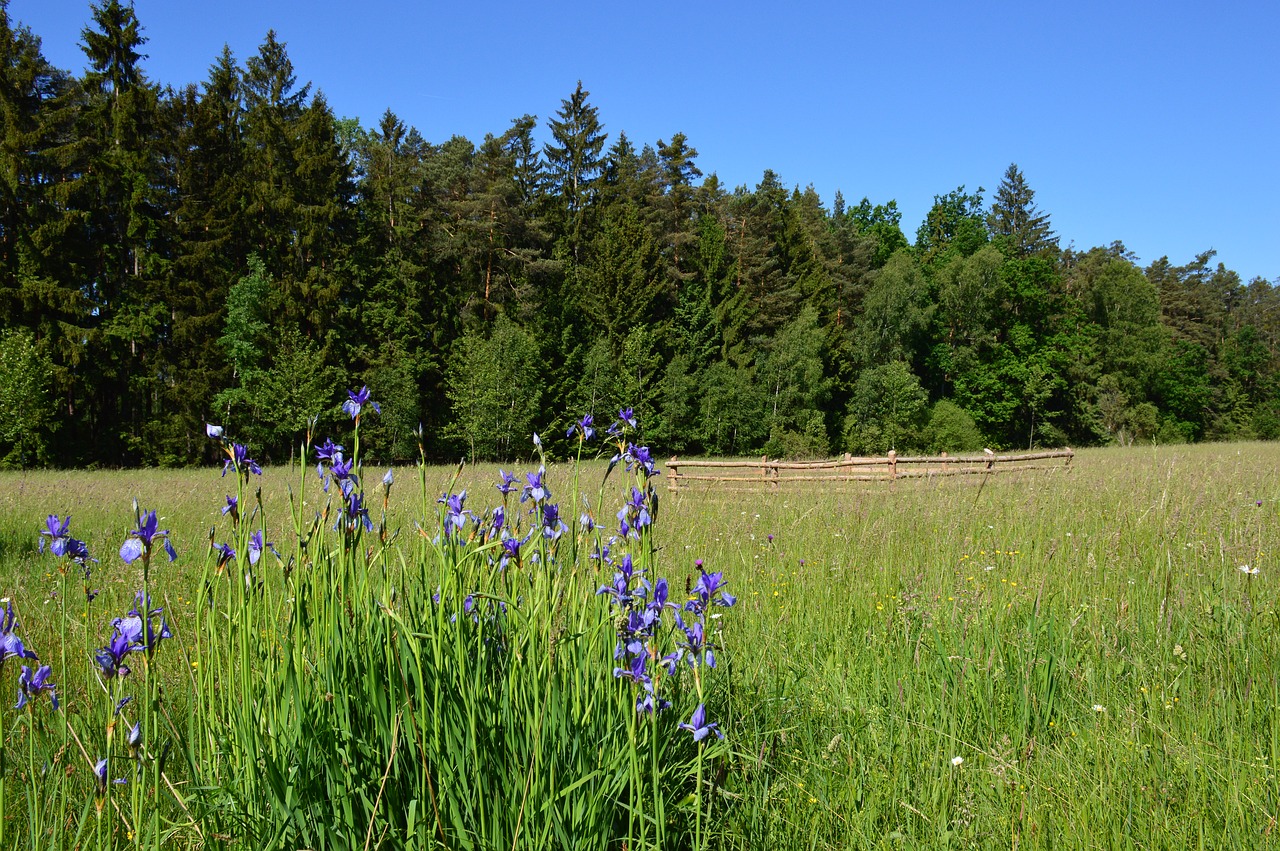 Image - iris siberian iris flower meadow