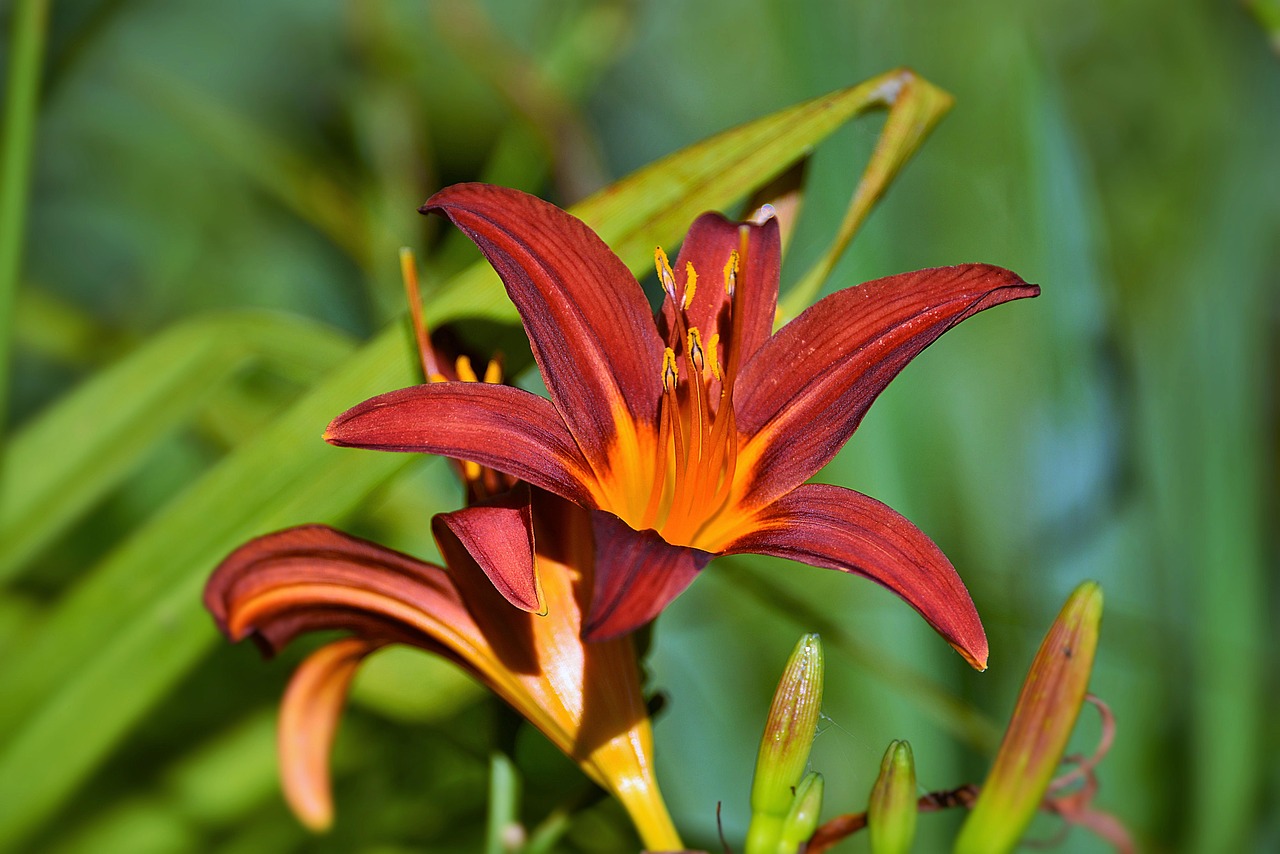 Image - lily close red blossom bloom