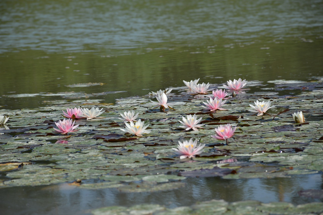 Image - waterlily lotus pond surface