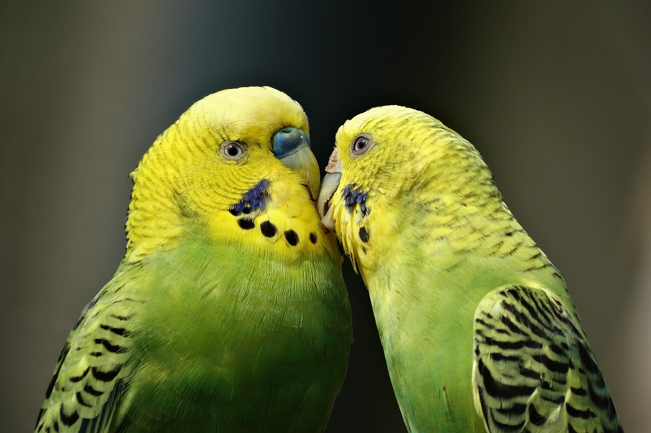 Image - parrots couple kiss budgerigar