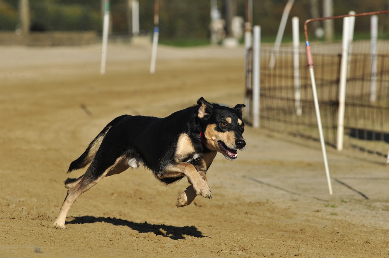 Image - pet dog racecourse greyhounds