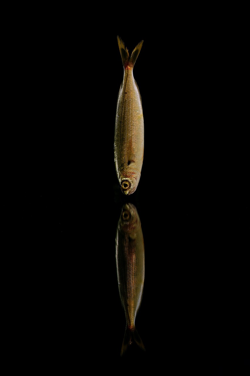 Image - fish sea fishing mullet cod trout
