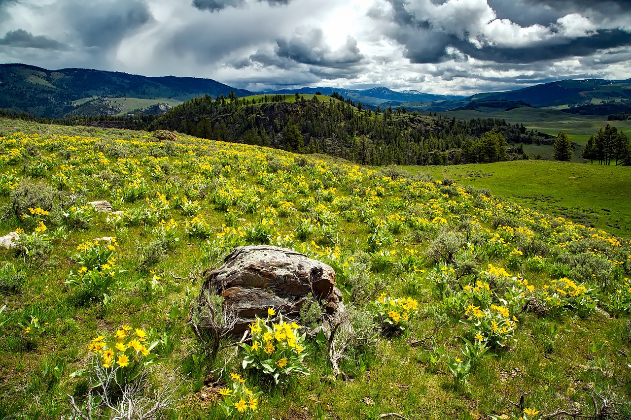 Image - yellowstone national park wyoming