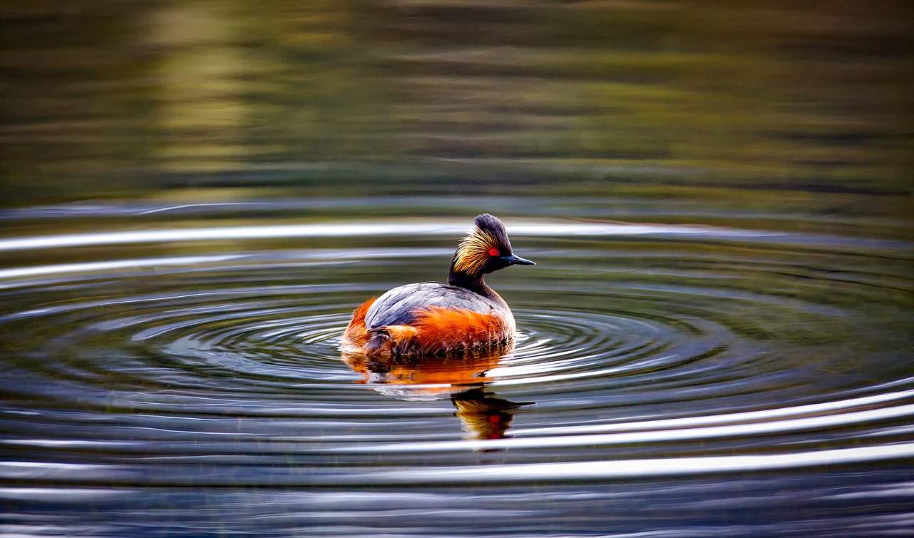 Image - eared grebe duck wildlife bird