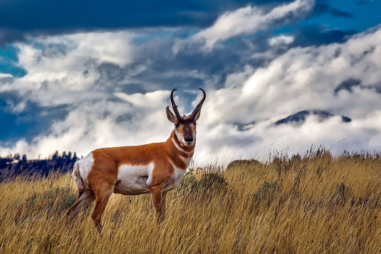 Image - pronghorn deer animal wildlife