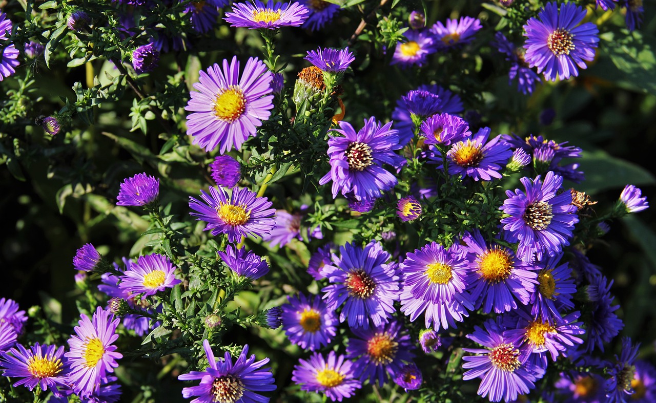 Image - autumn flowers blue autumn daisies