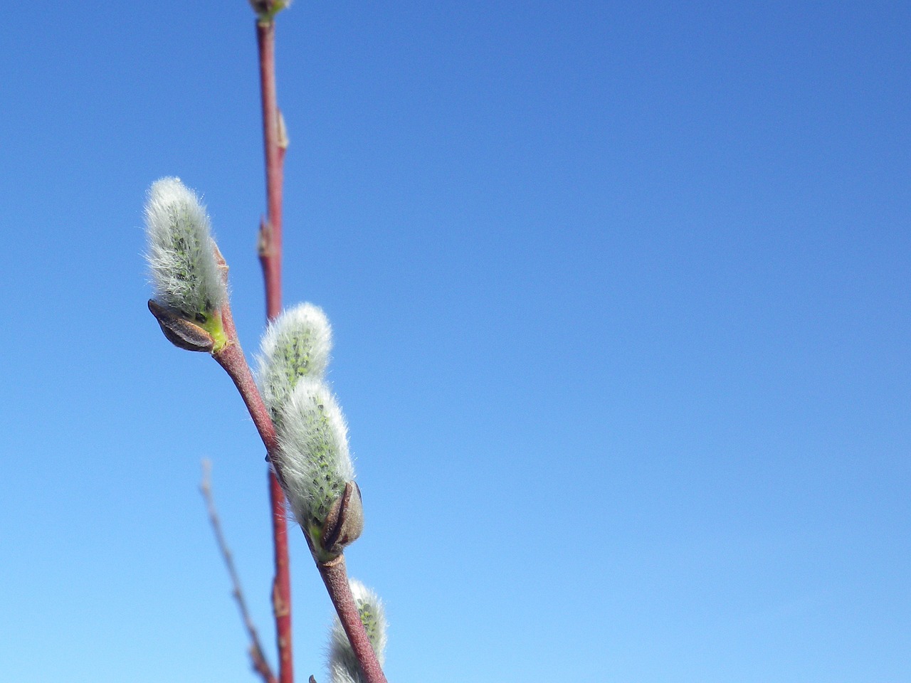 Image - pussy willow nature willow