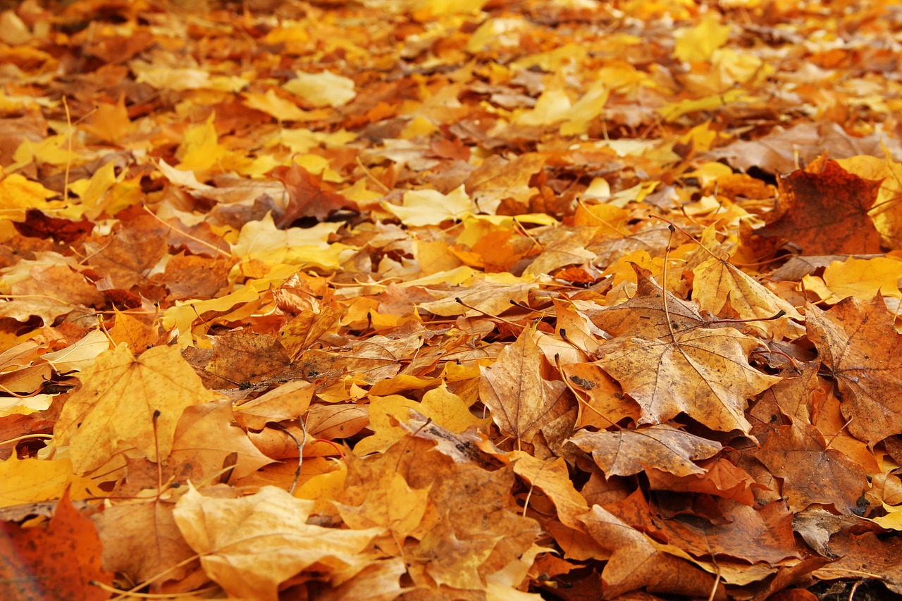 Image - leaves forest autumn fall foliage