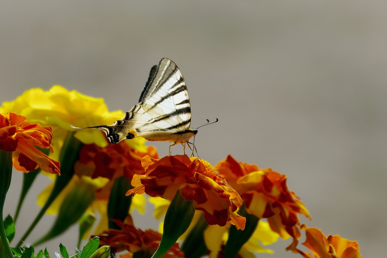 Image - flowers marigold butterfly colors