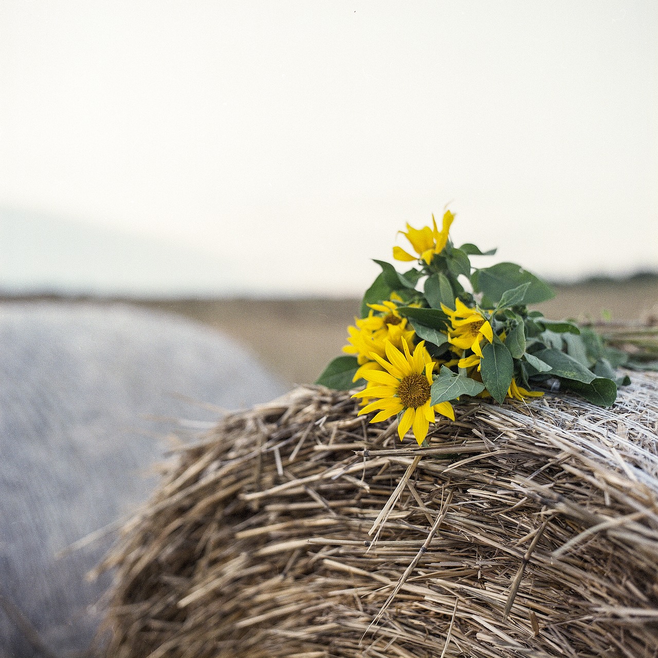 Image - sunflower hay late summer summer