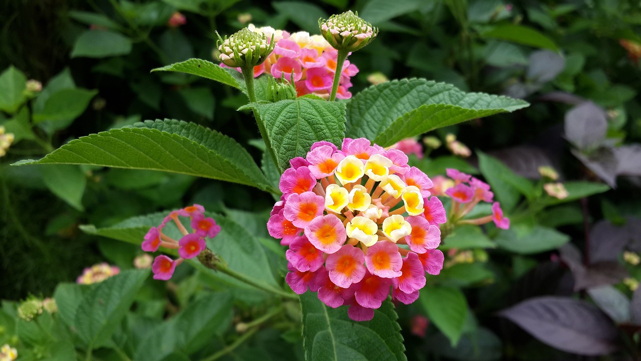 Image - lantana flower morning