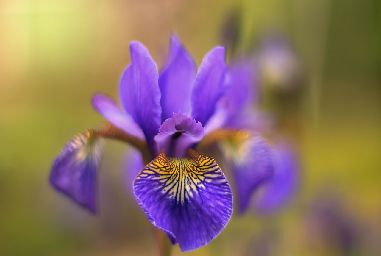 Image - nature flowers purple plant lily