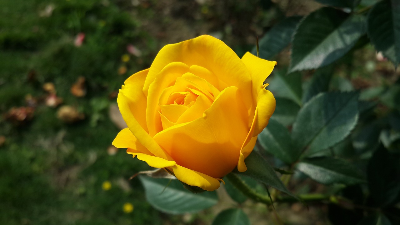 Image - flower roses yellow morning